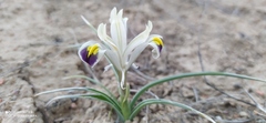 Iris rodionenkoi