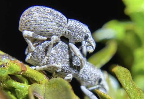 iNaturalist observation photo of Ophryastes