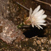 Gymnocalycium quehlianum - Photo 由 Tomás Carranza Perales 所上傳的 (c) Tomás Carranza Perales，保留部份權利CC BY