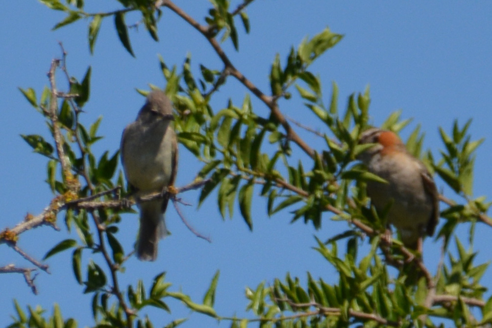 Southern Beardless-Tyrannulet illustration