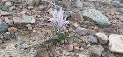 Iris rodionenkoi