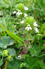 Euphrasia ossica