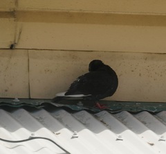 Columba livia domestica