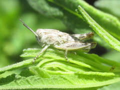 Melanoplus discolor