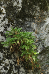 Silene italica
