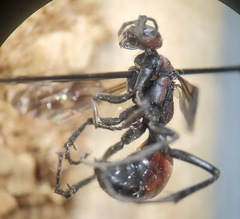 Priocnemis nigripes