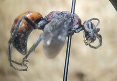 Priocnemis nigripes