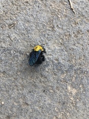 Xylocopa minor