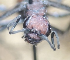 Priocnemis nigripes