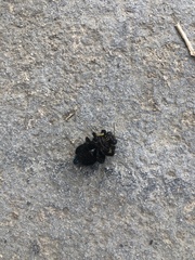 Xylocopa minor