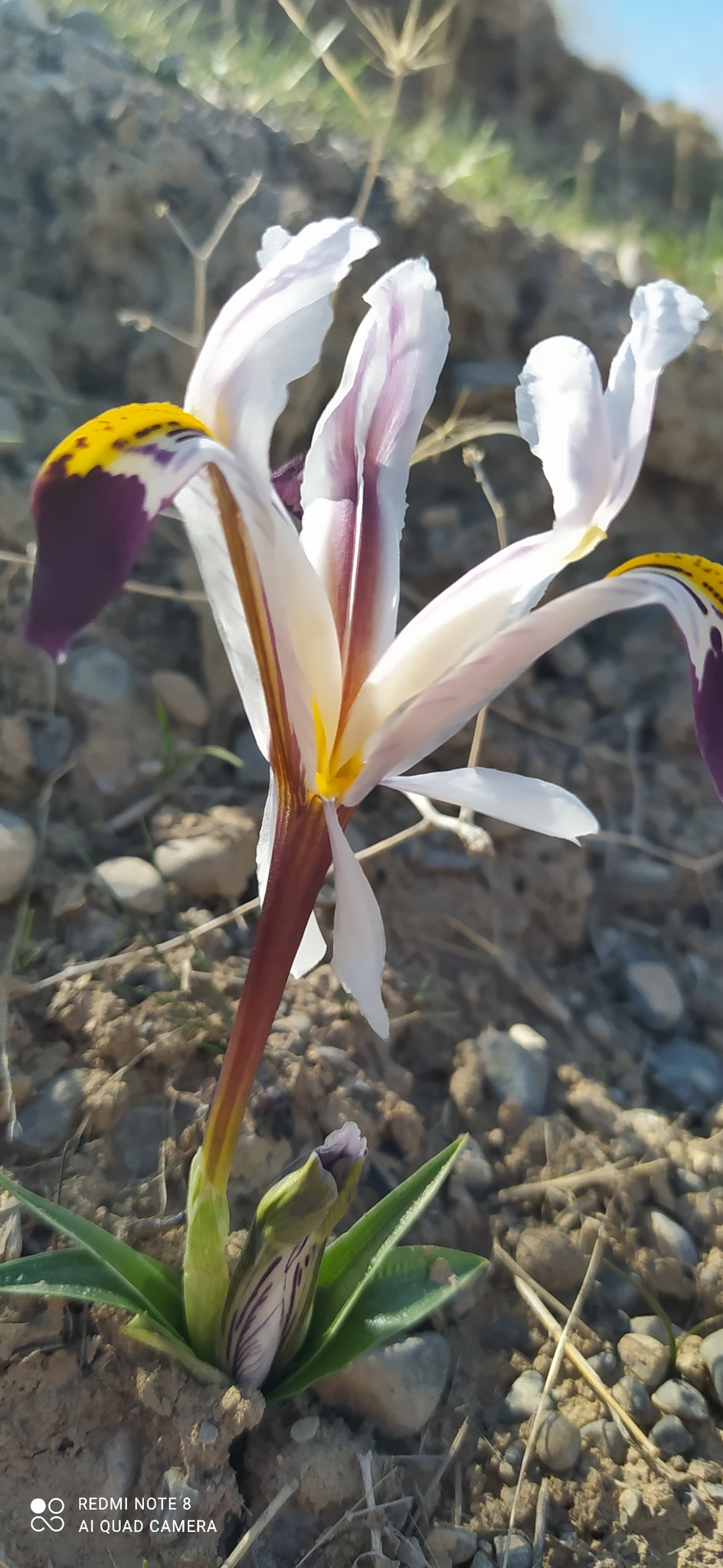 Imagem de Iris-da-praia
