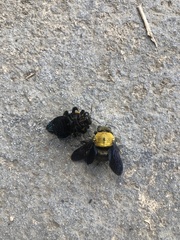 Xylocopa minor