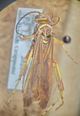 Poecilopompilus interruptus