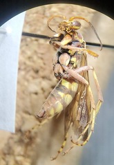 Poecilopompilus interruptus