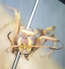 Poecilopompilus interruptus