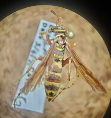 Poecilopompilus interruptus