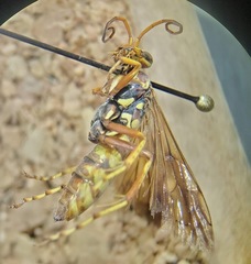 Poecilopompilus interruptus