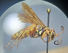 Poecilopompilus interruptus