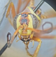 Poecilopompilus interruptus