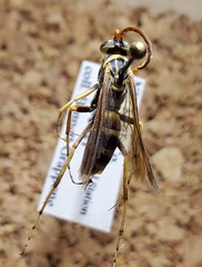 Poecilopompilus interruptus