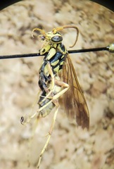Poecilopompilus interruptus