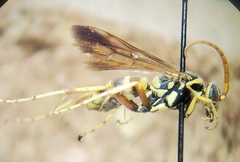 Poecilopompilus interruptus