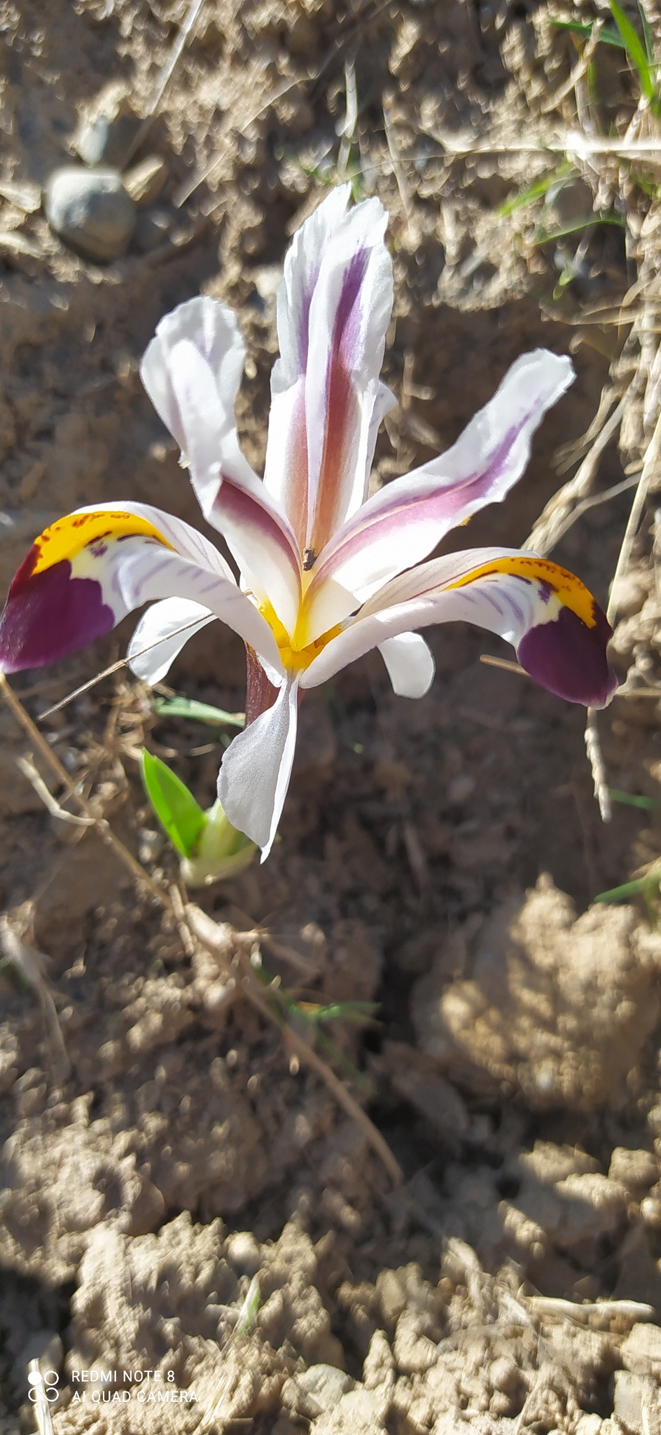 Imagem de Iris-da-praia