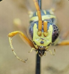 Poecilopompilus interruptus