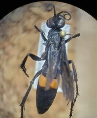 Anoplius semicinctus
