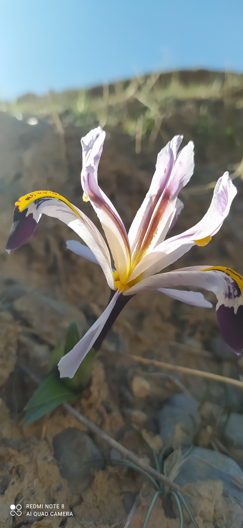 Imagem de Iris-da-praia