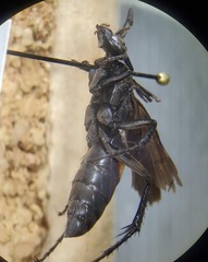 Anoplius semicinctus