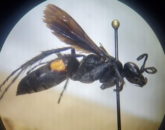 Anoplius semicinctus