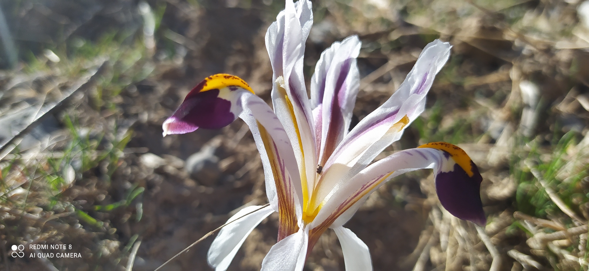 Imagem de Iris-da-praia