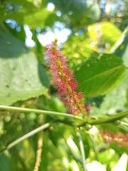 Acalypha macrostachya