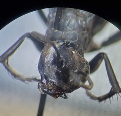 Anoplius semicinctus