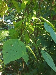 Acalypha macrostachya
