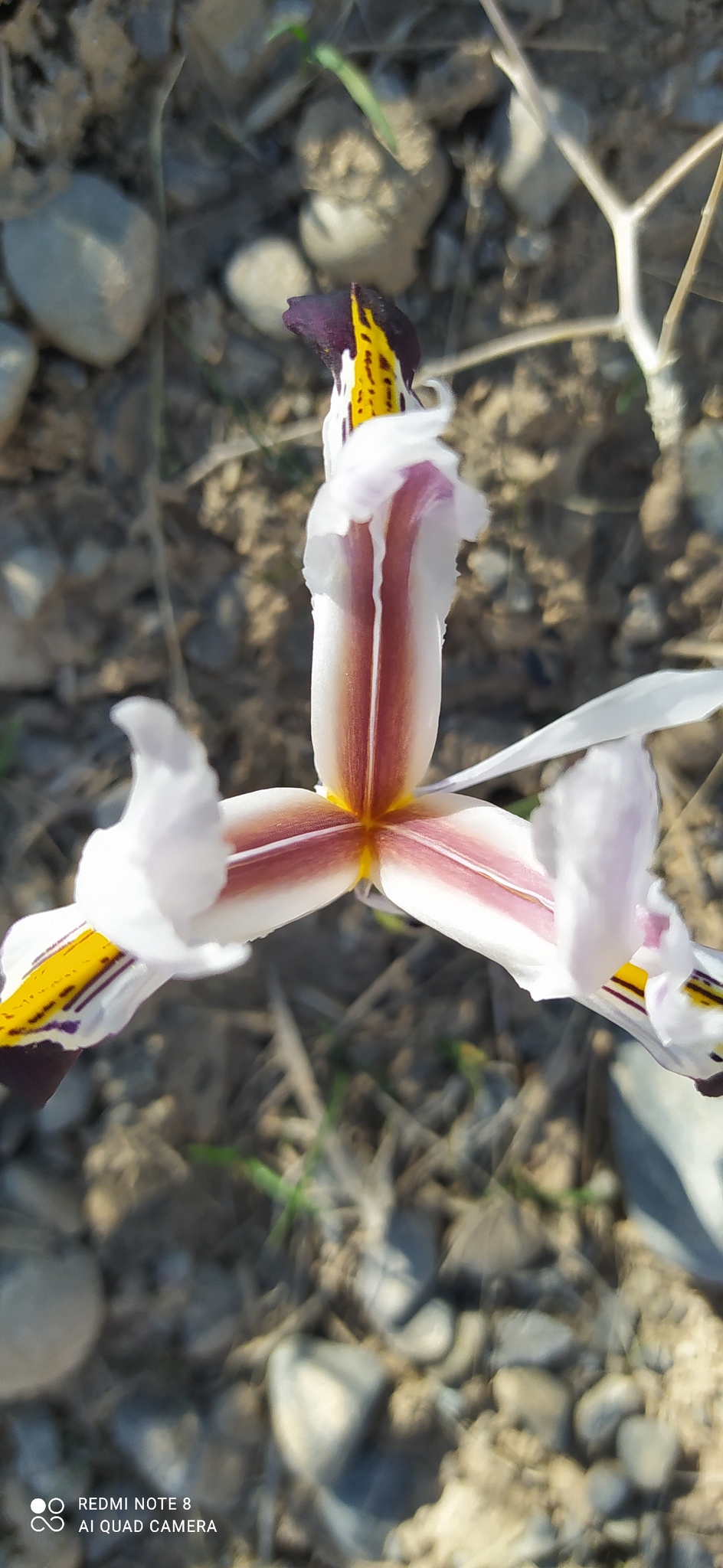 Imagem de Iris-da-praia