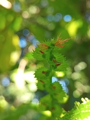 Acalypha macrostachya