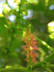 Acalypha macrostachya