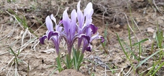 Iris kolpakowskiana
