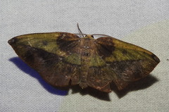 Omiza