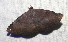 Mecodina