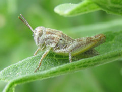 Melanoplus discolor