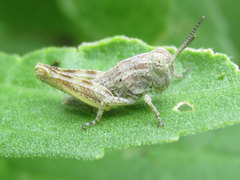 Melanoplus discolor