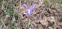 Iris kolpakowskiana