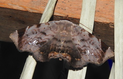 Mecodina
