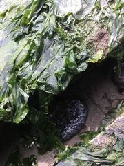 Anthopleura xanthogrammica