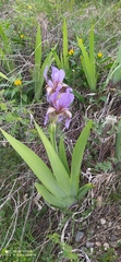 Iris alberti
