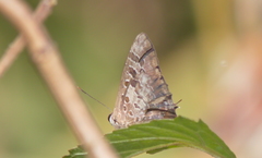 Arhopala hellenore