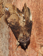 Ercheia